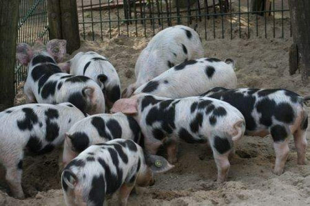 Bentheim Black Pied - pig breeds | goris jishebi | ღორის ჯიშები
